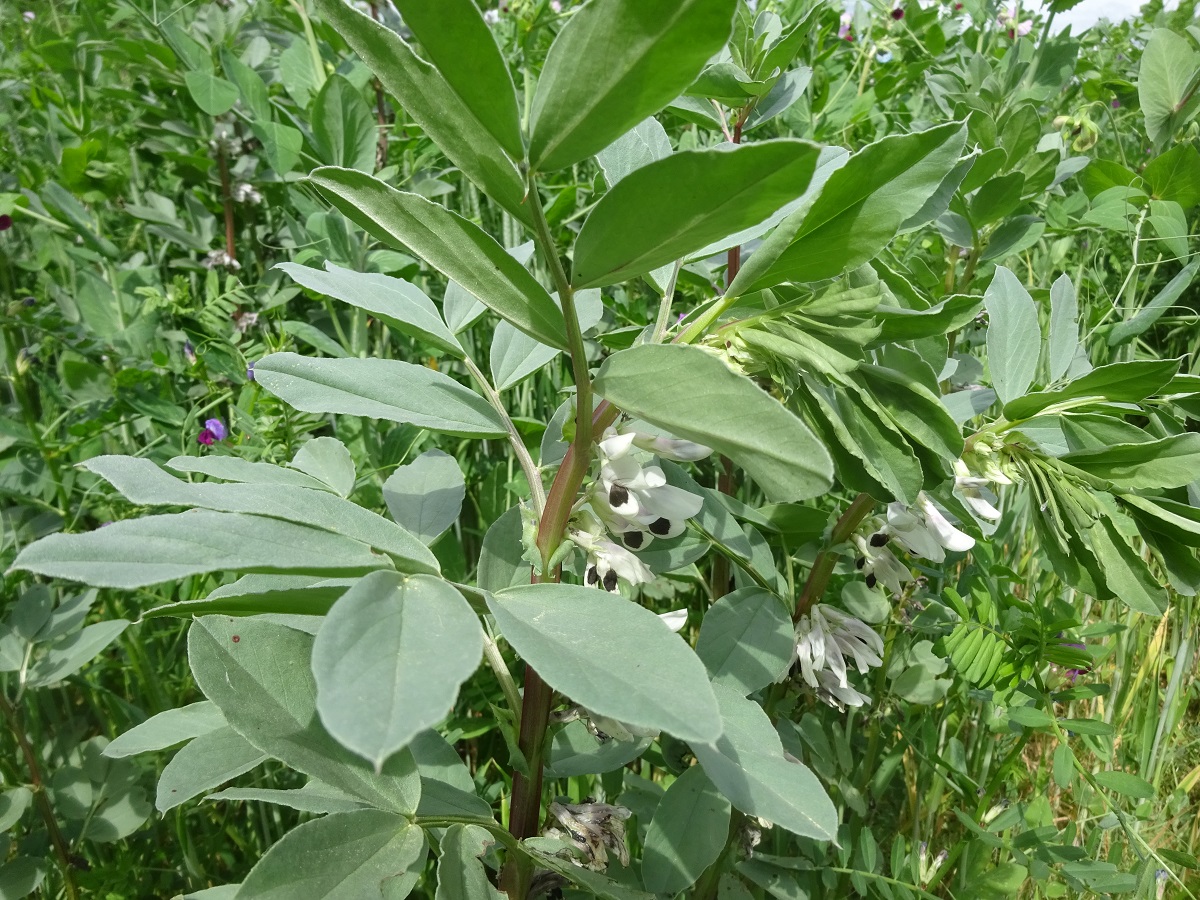 Vicia faba (Fabaceae)
